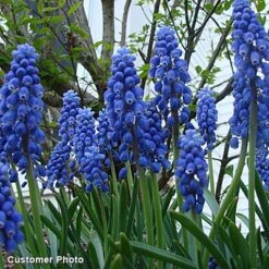 Grape Hyacinth -High country gradens grapehyacinth3 2