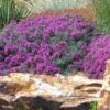 Drought Resistant Groundcover Collection -High country gradens gray creeping germander teucrium ground cover garden close 1