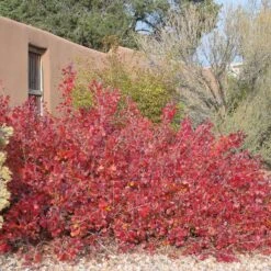 Gro-Low Sumac (Rhus) -High country gradens gro low sumac adobe