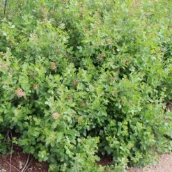 Gro-Low Sumac (Rhus) -High country gradens gro low sumac loveland co