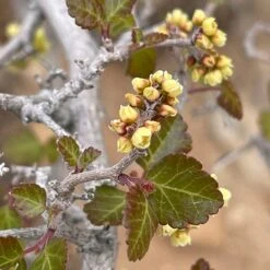 Gro-Low Sumac (Rhus) -High country gradens gro low sumac spring