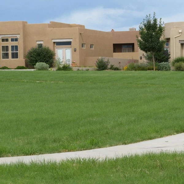 Hachita Blue Grama Grass Seed - 1 LB 3 Hachita Blue Grama Grass Seed - 1 LB