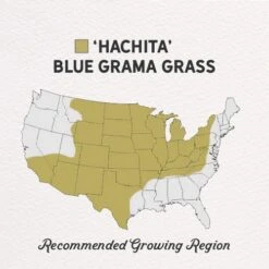 Hachita Blue Grama Grass Plugs -High country gradens hachita blue grama regions