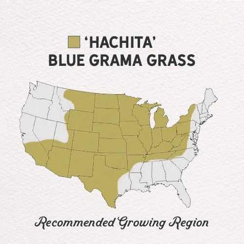 Hachita Blue Grama Grass Seed - 1 LB 5 Hachita Blue Grama Grass Seed - 1 LB - Image 3