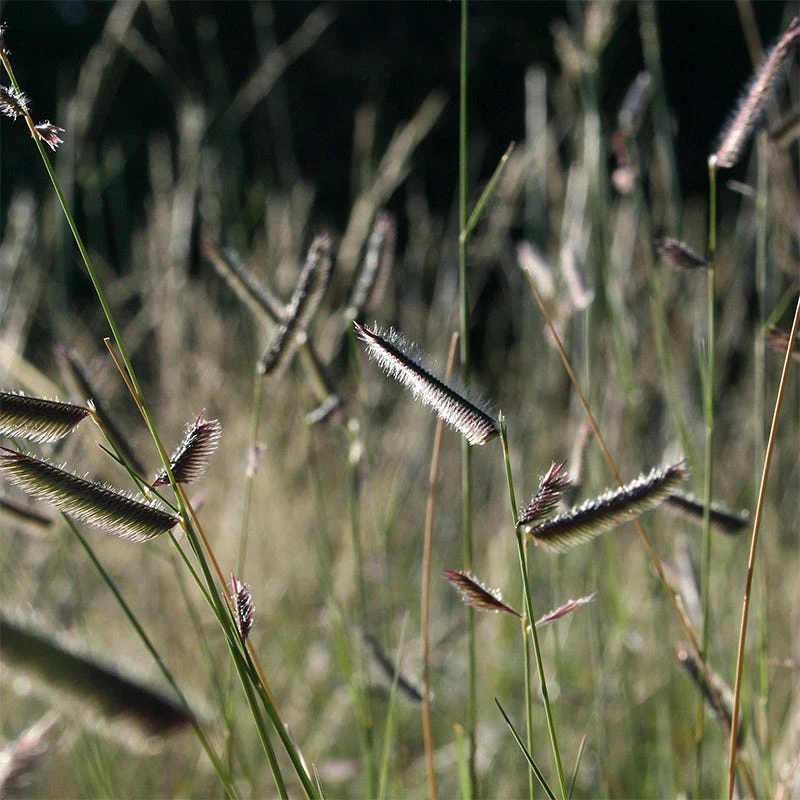 Grama Grass Collection 5 Grama Grass Collection - Image 3