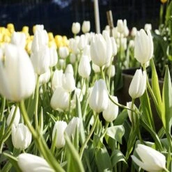 Hakuun Darwin Tulip -High country gradens hakuun darwin tulip 2 1