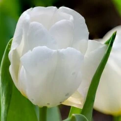 Hakuun Darwin Tulip -High country gradens hakuun darwin tulip 3