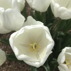 Hakuun Darwin Tulip -High country gradens hakuun darwin tulip 4