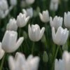 Hakuun Darwin Tulip -High country gradens hakuun darwin tulip white field