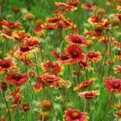 Native Dry Area Wildflower Seed Mix 11 Native Dry Area Wildflower Seed Mix -High country gradens hcg dry area mix blanketflower