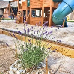 FlowerKisser® After Midnight English Lavender 9 FlowerKisser® After Midnight English Lavender -High country gradens hcg flowerkisser after midnight playground pr cropped