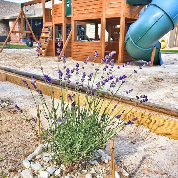 FlowerKisser® After Midnight English Lavender 6 FlowerKisser® After Midnight English Lavender - Image 4