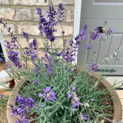 FlowerKisser® After Midnight English Lavender 8 FlowerKisser® After Midnight English Lavender -High country gradens hcg flowerkisser after midnight pot bee pr