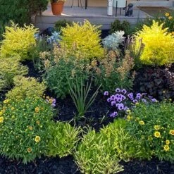 Kudos™ Gold Agastache 7 Kudos™ Gold Agastache -High country gradens hcg kudos gold agastache garden pr cropped