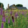 High Country Meadow Native Wildflower Seed Mix -High country gradens hcg meadow native mix 2