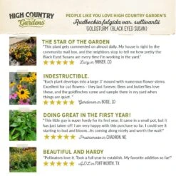 Goldsturm Black Eyed Susan -High country gradens hcg pdp testimonial goldsturm black eyed susan 01