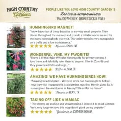 Major Wheeler Honeysuckle Vine -High country gradens hcg pdp testimonial major wheeler honeysuckle 01