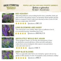 May Night Salvia -High country gradens hcg pdp testimonial may night salvia 01