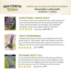 Phenomenal® Lavender -High country gradens hcg pdp testimonial phenomenal lavender 01