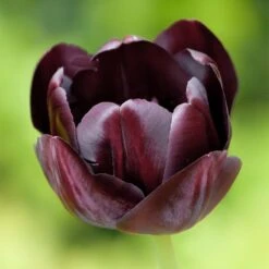 Queen Of The Night Single Late Tulip 7 Queen Of The Night Single Late Tulip -High country gradens hcg single late tulip queen of the night