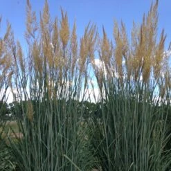 Thin Man Golden Prairie Grass -High country gradens hcg sorghastrum thin man 1 1