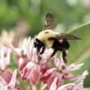 Showy Pink Milkweed -High country gradens hcgsu15jasonbidgood brown belted bumble bee milkweed specioisa co