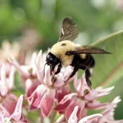 Showy Pink Milkweed