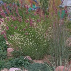 Zig Zag Blue Grama Grass -High country gradens heididenverdrygardens cropped2