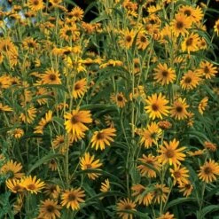 Dakota Sunshine Maximilian's Sunflower (Helianthus) -High country gradens helianthus maximiliana dakota sunshine 55955 2