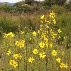 Autumn Magic Pollinator Collection -High country gradens helianthus maximiliana sq