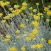 Silver Curry Bush (Helichrysum) -High country gradens helichrysum tianshanicum cold hardy 56500 2 cropped