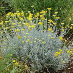 Silver Curry Bush (Helichrysum) -High country gradens helichrysum tianshanicum cold hardy strain 56500 1 cropped