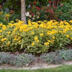 Sunstruck Heliopsis -High country gradens heliopsis helianthoides sunstruck 3 credit walters gardens
