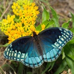 Hello Yellow Butterfly Weed -High country gradens hello yellow butterfly weed 1