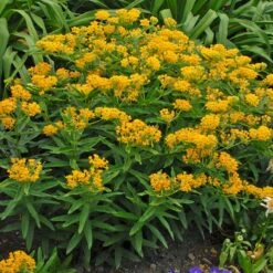 Hello Yellow Butterfly Weed -High country gradens hello yellow butterfly weed