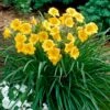 Stella D'Oro Reblooming Daylily -High country gradens hemerocallis stella d oro yellow cropped