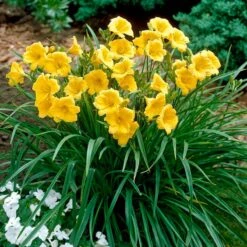 Stella D'Oro Reblooming Daylily
