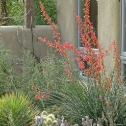 Coral Glow Texas Yucca (Hesperaloe) -High country gradens hesperaloe coral glow yucca opuntia echinocereus cc cropped