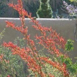 Coral Glow Texas Yucca (Hesperaloe) -High country gradens hesperaloe parviflora coral glow august cropped