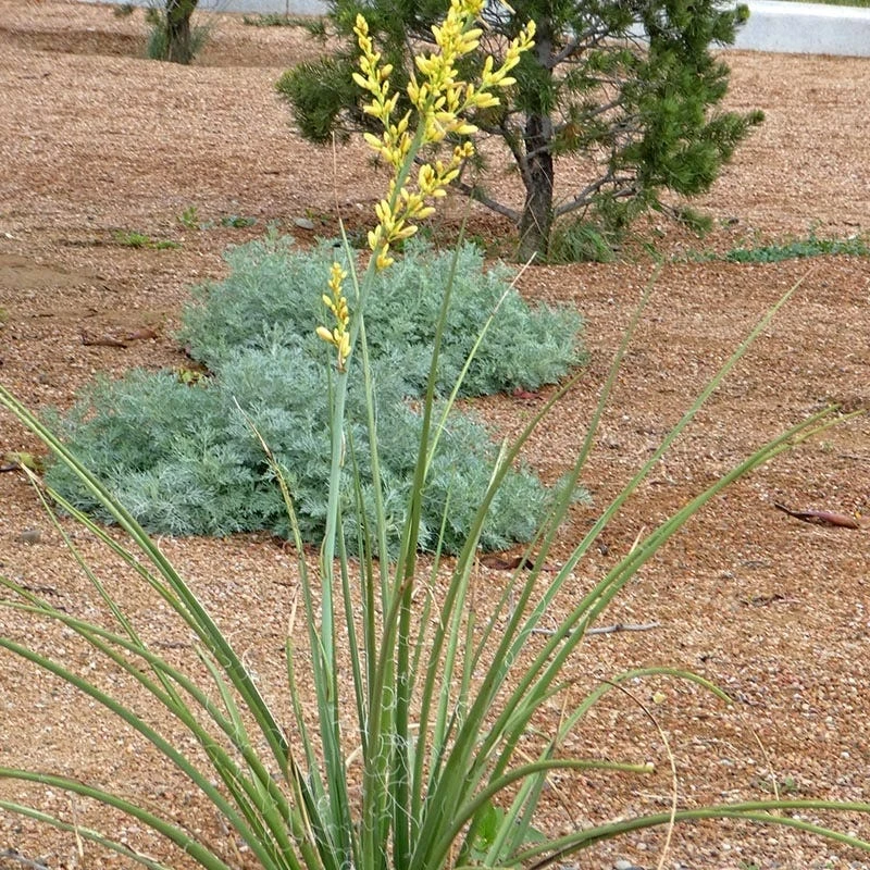 Yellow Flowering Texas Yucca (Hesperaloe) 4 Yellow Flowering Texas Yucca (Hesperaloe) - Image 2