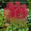 Firefly Coral Bells 1 Firefly Coral Bells -High country gradens heuchera firefly coral bells 1