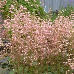 Weston Pink Coral Bells -High country gradens heuchera weston pink coral bells