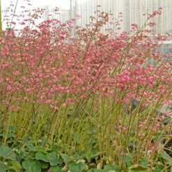 Weston Pink Coral Bells -High country gradens heuchera weston pink coral bells garden