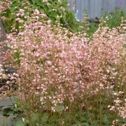 Weston Pink Coral Bells -High country gradens heuchera weston pink coral bells 2