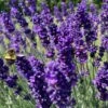 Blowin' In The Wind Collection -High country gradens hidcote superior english lavender garden flower bee