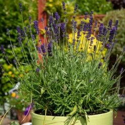Hidcote Superior English Lavender -High country gradens hidcote superior english lavender pot