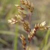Sweetgrass -High country gradens hierochloe odorata1