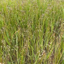 Sweetgrass -High country gradens hierochloe odorata3