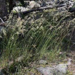 Sweetgrass -High country gradens hierochloe odorata4