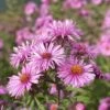 Honeysong Pink New England Aster 1 Honeysong Pink New England Aster -High country gradens honeysong pink new england aster flower blooming
